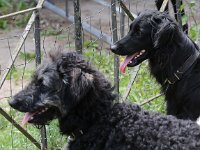 Puppys van Bliss040622-0045